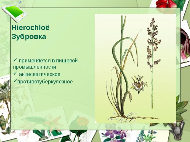 Hierochloё  Зубровка    применяется в пищевой промышленности  антисептическое противотуберкулезное  