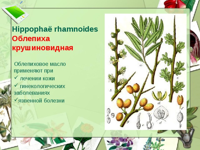 Hippophaё rhamnoides  Облепиха крушиновидная Облепиховое масло применяют при  лечении кожи  гинекологических заболеваниях язвенной болезни  