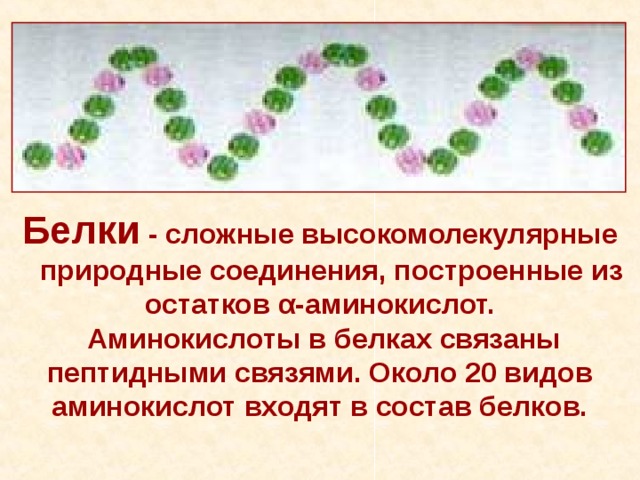 Белки - сложные высокомолекулярные  природные соединения, построенные из остатков α -аминокислот.   Аминокислоты в белках связаны пептидными связями. Около 20 видов аминокислот входят в состав белков.   