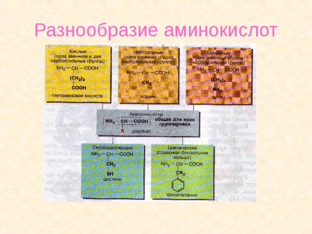 Разнообразие аминокислот 