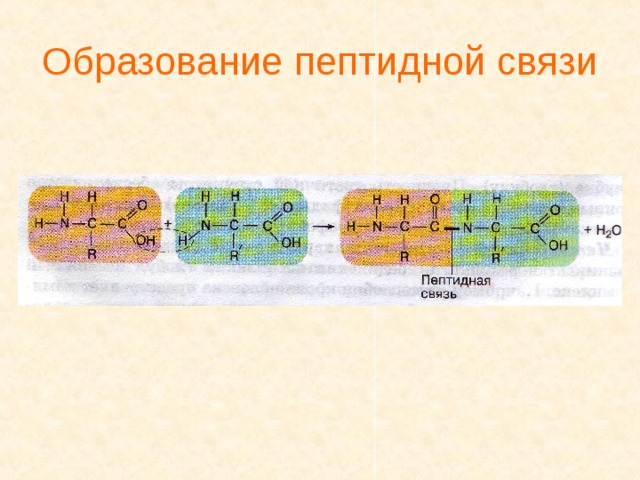 Образование пептидной связи 