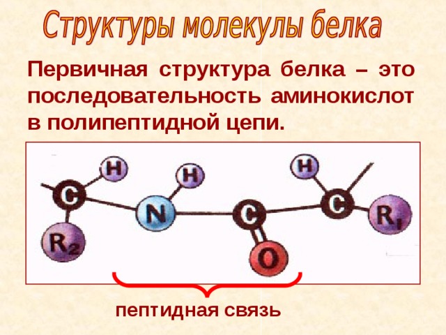 Первичная структура белка – это последовательность аминокислот в полипептидной цепи. пептидная связь 