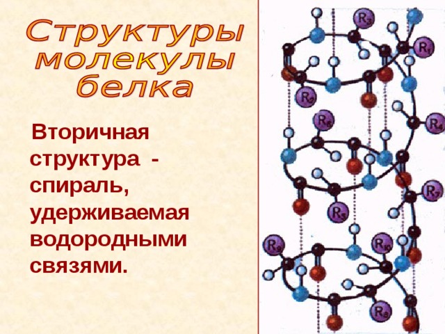  Вторичная структура - спираль, удерживаемая водородными связями. 