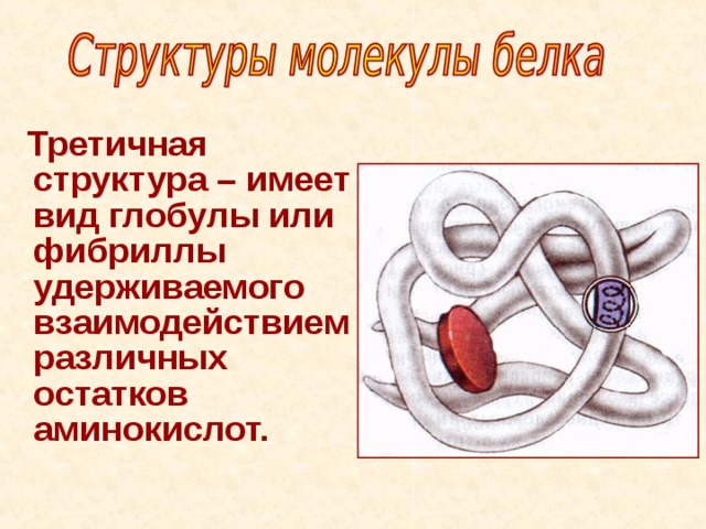  Третичная структура – имеет вид глобулы или фибриллы удерживаемого взаимодействием различных остатков аминокислот. 