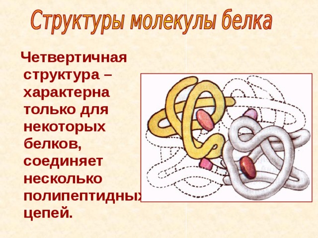  Четвертичная структура – характерна только для некоторых белков, соединяет несколько полипептидных цепей. 