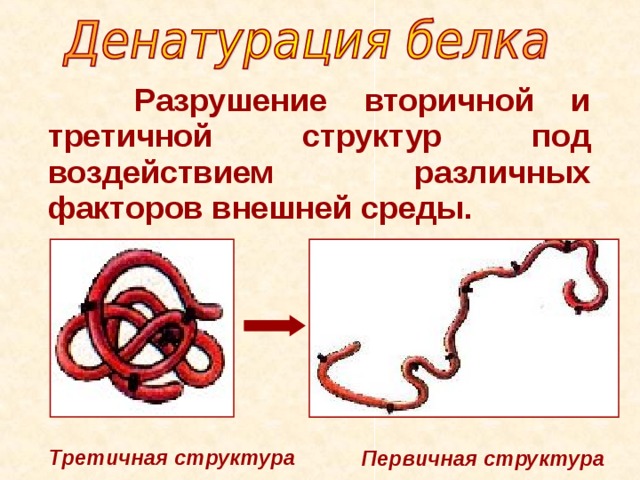  Разрушение вторичной и третичной структур под воздействием различных факторов внешней среды. Третичная структура Первичная структура 