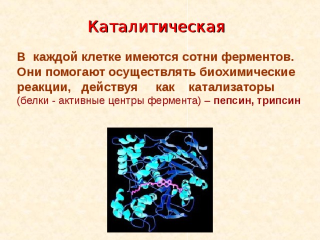 Каталитическая В каждой клетке имеются сотни ферментов. Они помогают осуществлять биохимические реакции, действуя как катализаторы (белки - активные центры фермента) – пепсин, трипсин  