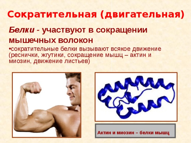 Сократительная (двигательная) Белки - участвуют в сокращении мышечных волокон сократительные белки вызывают всякое движение (реснички, жгутики, сокращение мышц – актин и миозин, движение листьев) Актин и миозин – белки мышц 