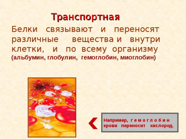 Транспортная Белки связывают и переносят различные вещества и внутри клетки, и по всему организму (альбумин, глобулин, гемоглобин, миоглобин) Например, г е м о г л о б и н крови переносит кислород . 