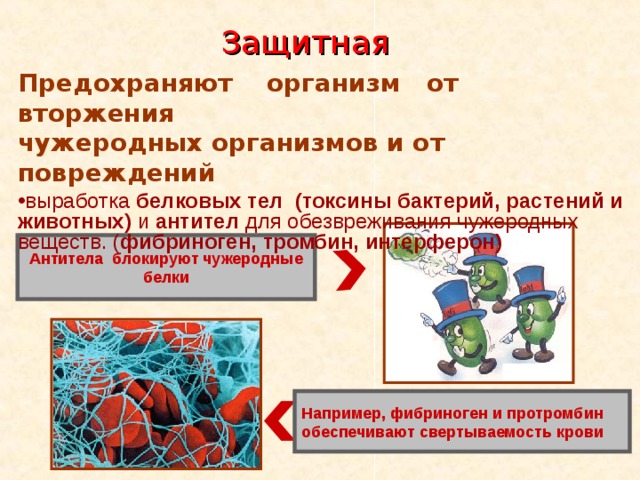 Защитная Предохраняют организм от вторжения чужеродных организмов и от повреждений выработка белковых тел (токсины бактерий, растений и животных) и антител для обезвреживания чужеродных веществ. ( фибриноген, тромбин, интерферон)   Антитела блокируют чужеродные белки Например, фибриноген и протромбин обеспечивают свертываемость крови 