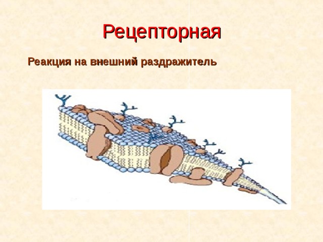Рецепторная Реакция на внешний раздражитель 