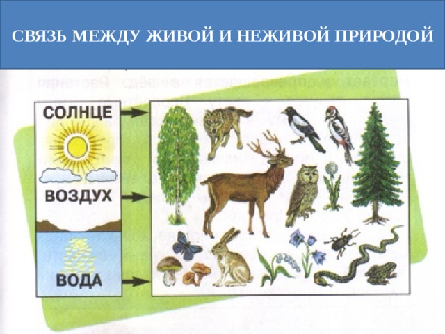 СВЯЗЬ МЕЖДУ ЖИВОЙ И НЕЖИВОЙ ПРИРОДОЙ 