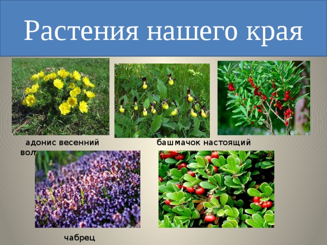 Растения нашего края  адонис весенний башмачок настоящий волчье лыко  чабрец толокнянка 