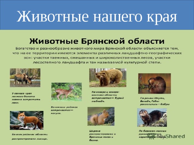 Животные нашего края 