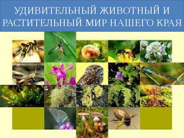 УДИВИТЕЛЬНЫЙ ЖИВОТНЫЙ И РАСТИТЕЛЬНЫЙ МИР НАШЕГО КРАЯ 