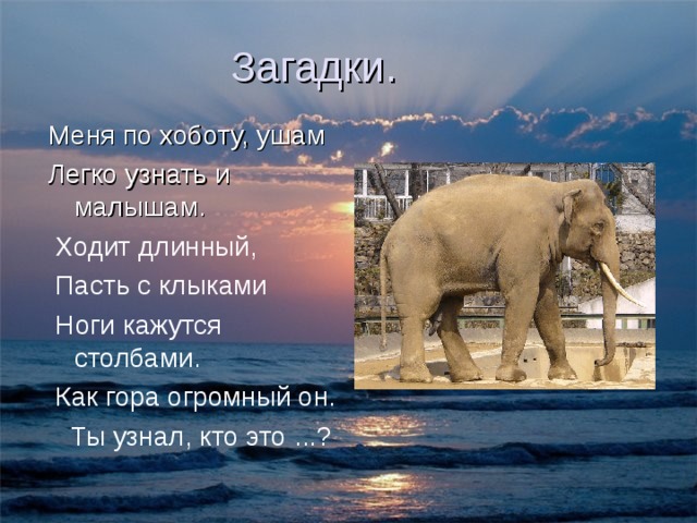 Меня по хоботу, ушам Легко узнать и малышам.  Ходит длинный,  Пасть с клыками  Ноги кажутся столбами.  Как гора огромный он.  Ты узнал, кто это ...? 
