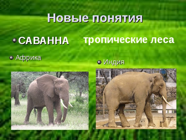  Новые понятия тропические леса САВАННА Африка Индия 