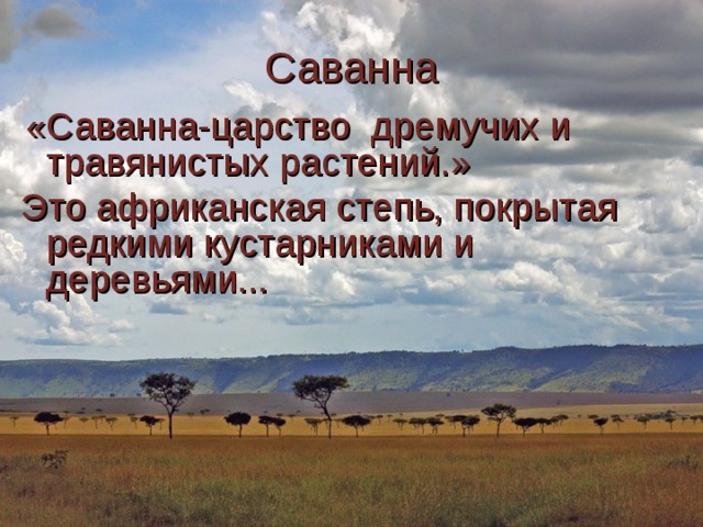 Саванна  «Саванна-царство дремучих и травянистых растений.» Это африканская степь, покрытая редкими кустарниками и деревьями... 