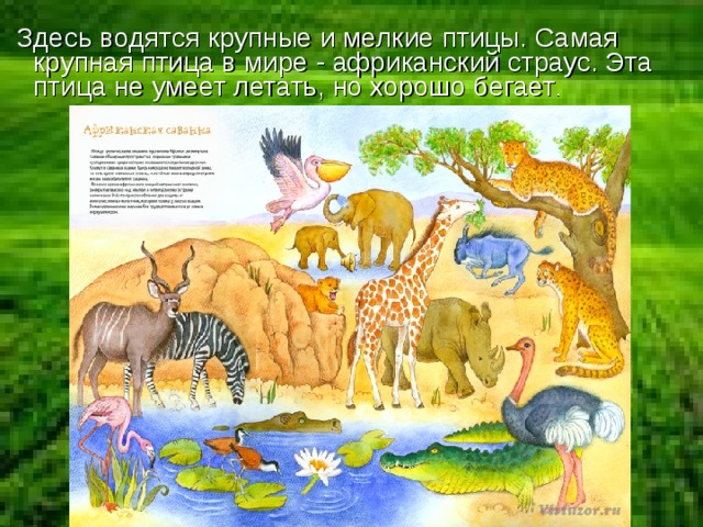  Здесь водятся крупные и мелкие птицы. Самая крупная птица в мире - африканский страус. Эта птица не умеет летать, но хорошо бегает . 