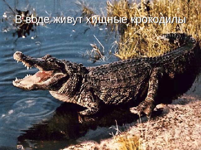 В воде живут хищные крокодилы 