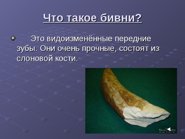Что такое бивни? 