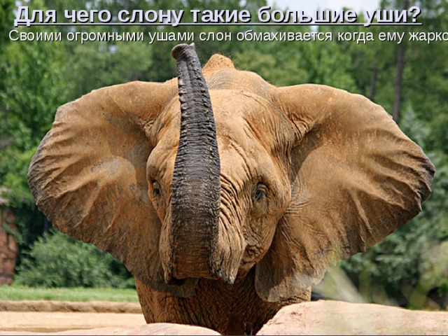 Для чего слону такие большие уши?  Своими огромными ушами слон обмахивается когда ему жарко. 