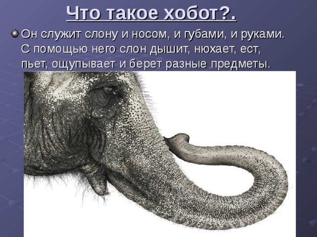 Что такое хобот?. Он служит слону и носом, и губами, и руками. С помощью него слон дышит, нюхает, ест, пьет, ощупывает и берет разные предметы. 