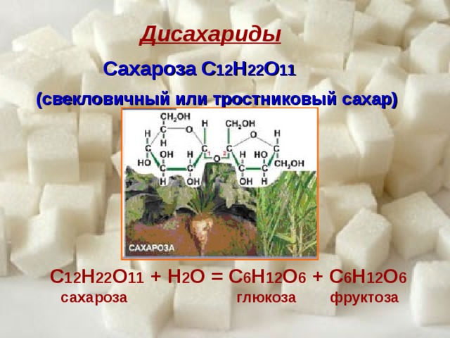 Дисахариды Сахароза С 12 Н 22 О 11 (свекловичный или тростниковый сахар) С 12 Н 22 О 11 + Н 2 О = С 6 Н 12 О 6 + С 6 Н 12 О 6 сахароза глюкоза фруктоза 