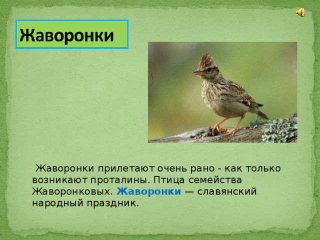  Жаворонки прилетают очень рано - как только возникают проталины. Птица семейства Жаворонковых. Жаворонки  — славянский народный праздник. 