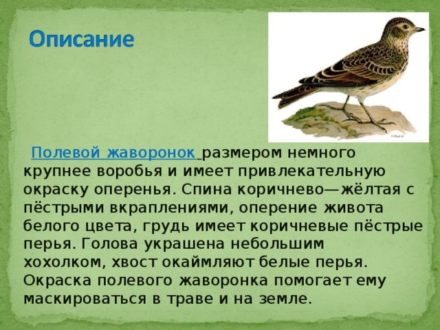  Полевой жаворонок  размером немного крупнее воробья и имеет привлекательную окраску оперенья. Спина коричнево—жёлтая с пёстрыми вкраплениями, оперение живота белого цвета, грудь имеет коричневые пёстрые перья. Голова украшена небольшим хохолком, хвост окаймляют белые перья. Окраска полевого жаворонка помогает ему маскироваться в траве и на земле. 