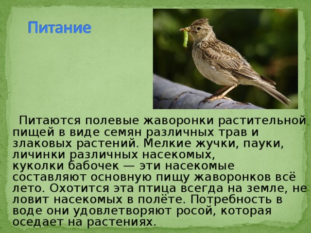  Питаются полевые жаворонки растительной пищей в виде семян различных трав и злаковых растений. Мелкие жучки, пауки, личинки различных насекомых, куколки бабочек — эти насекомые составляют основную пищу жаворонков всё лето. Охотится эта птица всегда на земле, не ловит насекомых в полёте. Потребность в воде они удовлетворяют росой, которая оседает на растениях. 