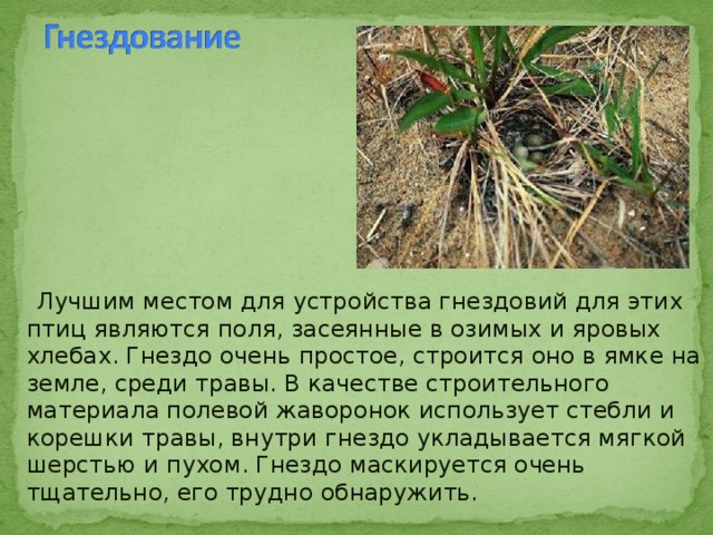  Лучшим местом для устройства гнездовий для этих птиц являются поля, засеянные в озимых и яровых хлебах. Гнездо очень простое, строится оно в ямке на земле, среди травы. В качестве строительного материала полевой жаворонок использует стебли и корешки травы, внутри гнездо укладывается мягкой шерстью и пухом. Гнездо маскируется очень тщательно, его трудно обнаружить. 