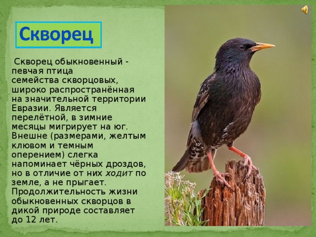  Скворец обыкновенный - певчая птица семейства скворцовых, широко распространённая на значительной территории Евразии. Является перелётной, в зимние месяцы мигрирует на юг. Внешне (размерами, желтым клювом и темным оперением) слегка напоминает чёрных дроздов, но в отличие от них  ходит  по земле, а не прыгает.  Продолжительность жизни обыкновенных скворцов в дикой природе составляет до 12 лет. 