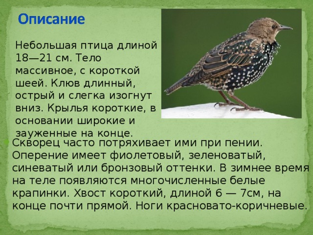 Небольшая птица длиной 18—21 см. Тело массивное, с короткой шеей. Клюв длинный, острый и слегка изогнут вниз. Крылья короткие, в основании широкие и зауженные на конце. Скворец часто потряхивает ими при пении. Оперение имеет фиолетовый, зеленоватый, синеватый или бронзовый оттенки. В зимнее время на теле появляются многочисленные белые крапинки. Хвост короткий, длиной 6 — 7см, на конце почти прямой. Ноги красновато-коричневые. 