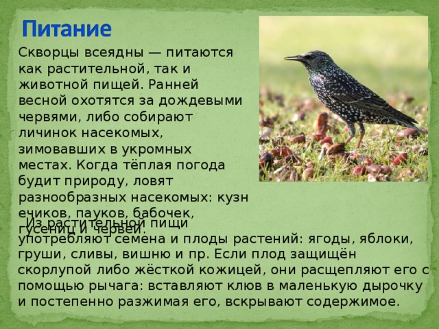 Скворцы всеядны — питаются как растительной, так и животной пищей. Ранней весной охотятся за дождевыми червями, либо собирают личинок насекомых, зимовавших в укромных местах. Когда тёплая погода будит природу, ловят разнообразных насекомых: кузнечиков, пауков, бабочек, гусениц и червей.  Из растительной пищи употребляют семена и плоды растений: ягоды, яблоки, груши, сливы, вишню и пр. Если плод защищён скорлупой либо жёсткой кожицей, они расщепляют его с помощью рычага: вставляют клюв в маленькую дырочку и постепенно разжимая его, вскрывают содержимое. 