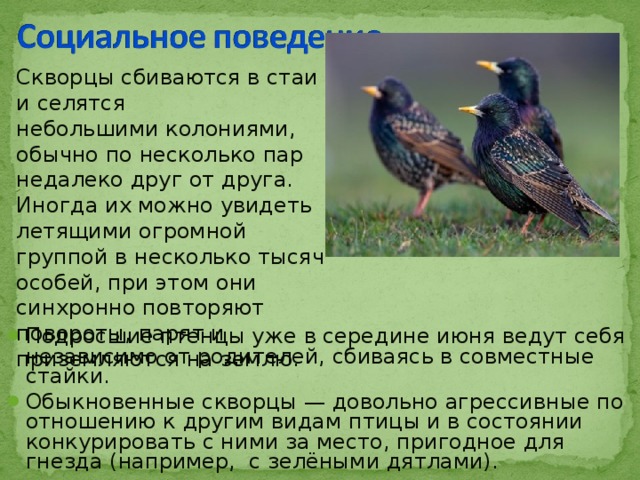 Скворцы сбиваются в стаи и селятся небольшими колониями, обычно по несколько пар недалеко друг от друга. Иногда их можно увидеть летящими огромной группой в несколько тысяч особей, при этом они синхронно повторяют повороты, парят и приземляются на землю. Подросшие птенцы уже в середине июня ведут себя независимо от родителей, сбиваясь в совместные стайки. Обыкновенные скворцы — довольно агрессивные по отношению к другим видам птицы и в состоянии конкурировать с ними за место, пригодное для гнезда (например, с зелёными дятлами). 