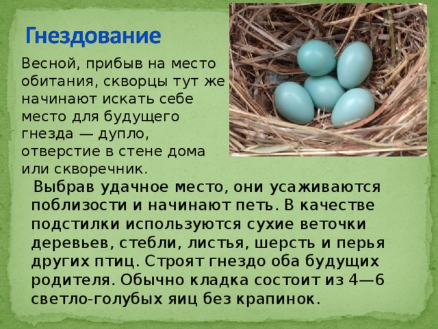 Весной, прибыв на место обитания, скворцы тут же начинают искать себе место для будущего гнезда — дупло, отверстие в стене дома или скворечник.  Выбрав удачное место, они усаживаются поблизости и начинают петь. В качестве подстилки используются сухие веточки деревьев, стебли, листья, шерсть и перья других птиц. Строят гнездо оба будущих родителя. Обычно кладка состоит из 4—6 светло-голубых яиц без крапинок. 