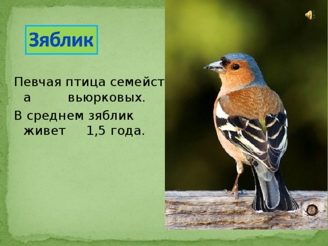 Певчая птица семейства  вьюрковых. В среднем зяблик живет 1,5 года. 