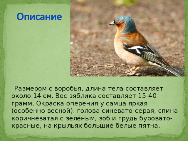  Размером с воробья, длина тела составляет около 14 см. Вес зяблика составляет 15-40 грамм. Окраска оперения у самца яркая (особенно весной): голова синевато-серая, спина коричневатая с зелёным, зоб и грудь буровато-красные, на крыльях большие белые пятна. 