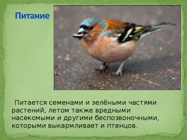  Питается семенами и зелёными частями растений, летом также вредными насекомыми и другими беспозвоночными, которыми выкармливает и птенцов. 