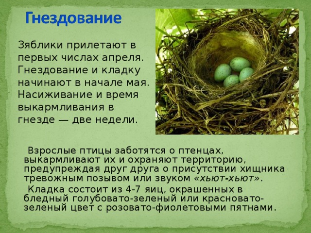 Зяблики прилетают в первых числах апреля. Гнездование и кладку начинают в начале мая. Насиживание и время выкармливания в гнезде — две недели.  Взрослые птицы заботятся о птенцах, выкармливают их и охраняют территорию, предупреждая друг друга о присутствии хищника тревожным позывом или звуком  «хьют-хьют» .  Кладка состоит из 4-7 яиц, окрашенных в бледный голубовато-зеленый или красновато-зеленый цвет с розовато-фиолетовыми пятнами. 