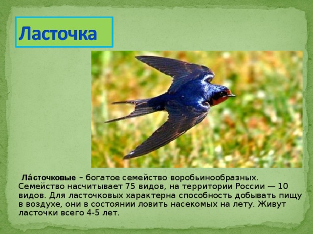  Ла́сточковые – богатое семейство воробьинообразных. Семейство насчитывает 75 видов, на территории России — 10 видов. Для ласточковых характерна способность добывать пищу в воздухе, они в состоянии ловить насекомых на лету. Живут ласточки всего 4-5 лет. 