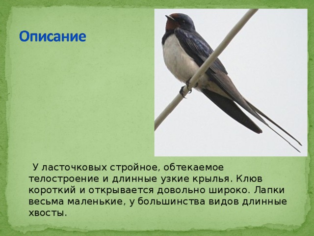  У ласточковых стройное, обтекаемое телостроение и длинные узкие крылья. Клюв короткий и открывается довольно широко. Лапки весьма маленькие, у большинства видов длинные хвосты. 