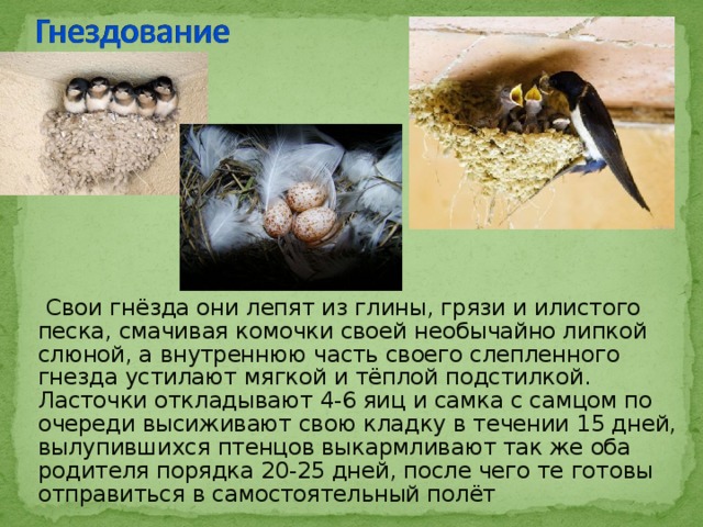  Свои гнёзда они лепят из глины, грязи и илистого песка, смачивая комочки своей необычайно липкой слюной, а внутреннюю часть своего слепленного гнезда устилают мягкой и тёплой подстилкой. Ласточки откладывают 4-6 яиц и самка с самцом по очереди высиживают свою кладку в течении 15 дней, вылупившихся птенцов выкармливают так же оба родителя порядка 20-25 дней, после чего те готовы отправиться в самостоятельный полёт 