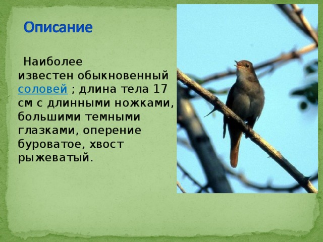  Наиболее известен обыкновенный соловей  ; длина тела 17 см с длинными ножками, большими темными глазками, оперение буроватое, хвост рыжеватый. 