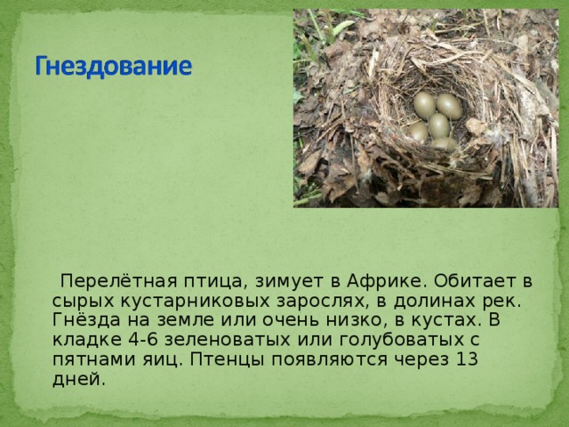  Перелётная птица, зимует в Африке. Обитает в сырых кустарниковых зарослях, в долинах рек. Гнёзда на земле или очень низко, в кустах. В кладке 4-6 зеленоватых или голубоватых с пятнами яиц. Птенцы появляются через 13 дней. 