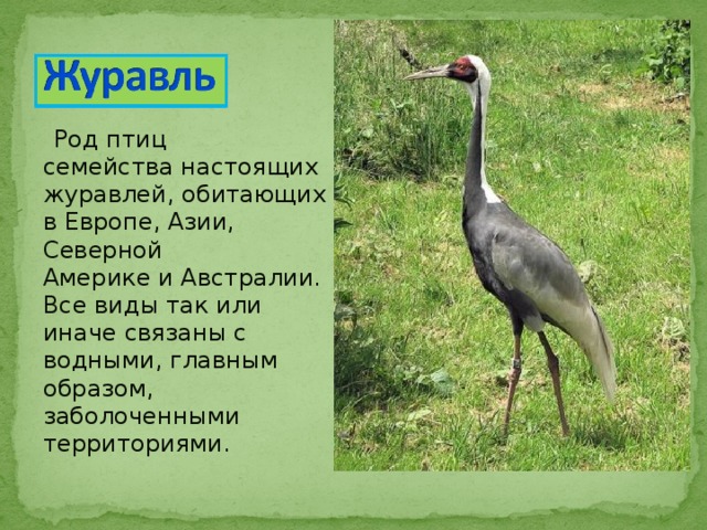  Род птиц семейства настоящих журавлей, обитающих в Европе, Азии, Северной Америке и Австралии. Все виды так или иначе связаны с водными, главным образом, заболоченными территориями. 