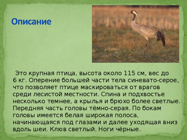  Это крупная птица, высота около 115 см, вес до 6 кг. Оперение большей части тела синевато-серое, что позволяет птице маскироваться от врагов среди лесистой местности. Спина и подхвостье несколько темнее, а крылья и брюхо более светлые. Передняя часть головы тёмно-серая. По бокам головы имеется белая широкая полоса, начинающаяся под глазами и далее уходящая вниз вдоль шеи. Клюв светлый. Ноги чёрные. 
