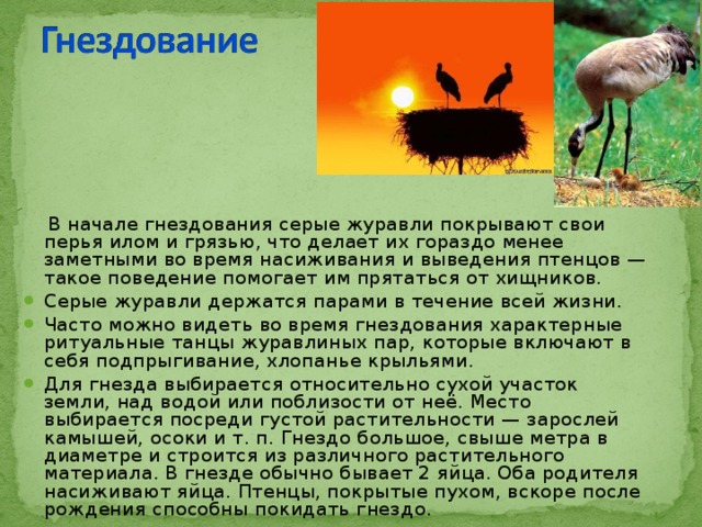  В начале гнездования серые журавли покрывают свои перья илом и грязью, что делает их гораздо менее заметными во время насиживания и выведения птенцов — такое поведение помогает им прятаться от хищников. Серые журавли держатся парами в течение всей жизни. Часто можно видеть во время гнездования характерные ритуальные танцы журавлиных пар, которые включают в себя подпрыгивание, хлопанье крыльями. Для гнезда выбирается относительно сухой участок земли, над водой или поблизости от неё. Место выбирается посреди густой растительности — зарослей камышей, осоки и т. п. Гнездо большое, свыше метра в диаметре и строится из различного растительного материала. В гнезде обычно бывает 2 яйца. Оба родителя насиживают яйца. Птенцы, покрытые пухом, вскоре после рождения способны покидать гнездо. 