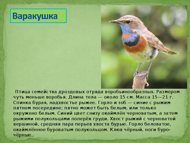  Птица семейства дроздовых отряда воробьинообразных. Размером чуть меньше воробья. Длина тела — около 15 см. Масса 15—21 г. Спинка бурая, надхвостье рыжее. Горло и зоб — синие с рыжим пятном посередине; пятно может быть белым, или только окружено белым. Синий цвет снизу окаймлён черноватым, а затем рыжими полукольцами поперёк груди. Хвост рыжий с черноватой вершиной, средняя пара перьев хвоста бурые. Горло беловатое, окаймлённое буроватым полукольцом. Клюв чёрный, ноги буро-чёрные.. 